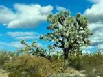 Joshua Tree Parkway AZ7