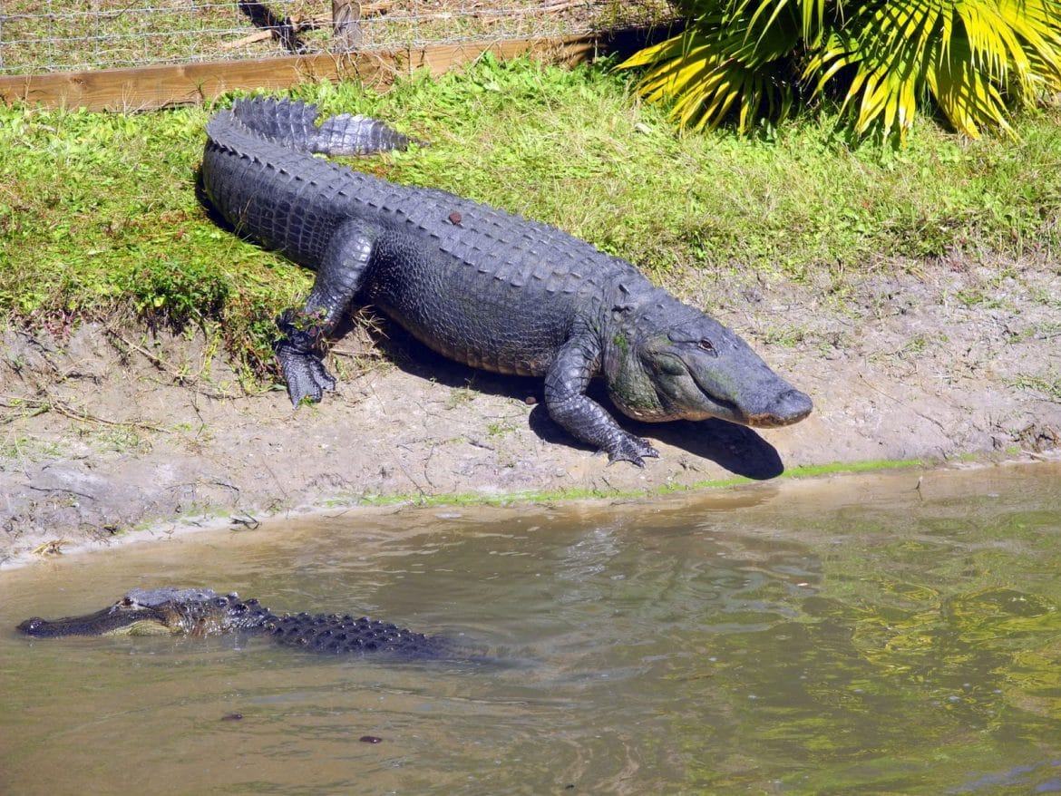 Wild Florida Airboats and Wildlife Park – A Cork, Fork, & Passport