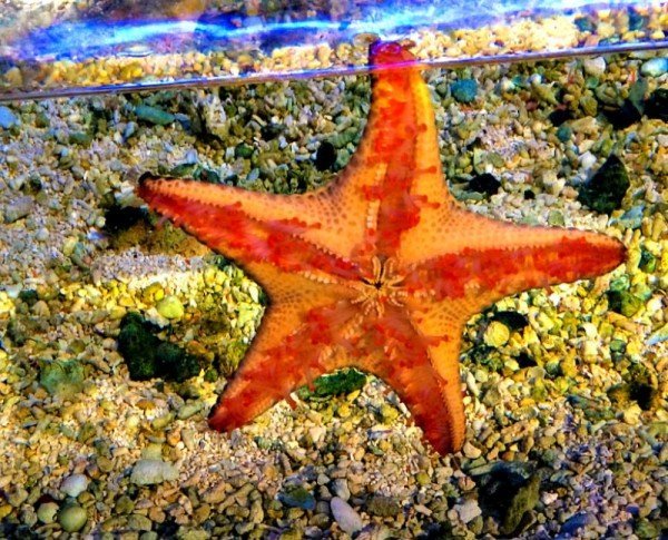 Monterey Bay Aquarium 18