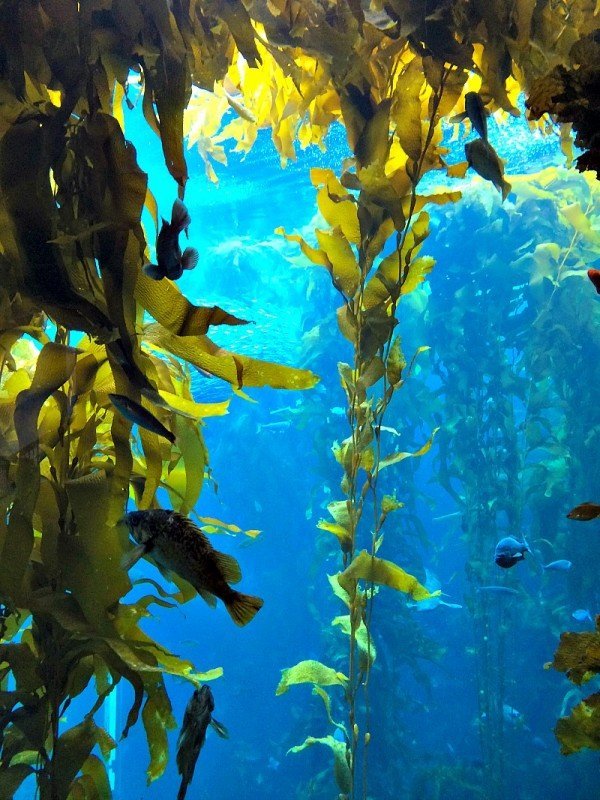 Monterey Bay Aquarium 19