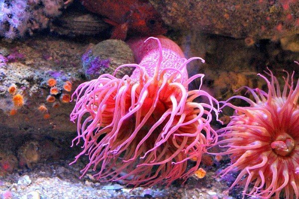 Monterey-Bay-Aquarium-9