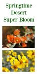 Springtime Desert Super Bloom