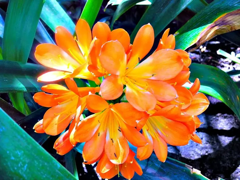 Huntington Library & Gardens1