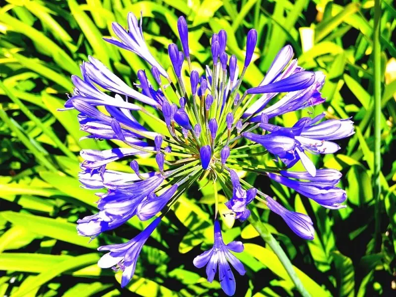 Huntington Library & Gardens15