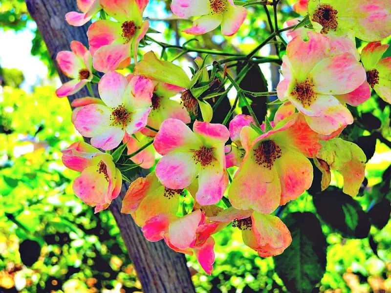 Huntington Library & Gardens17