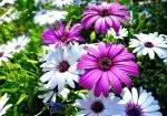 Huntington Library & Gardens2