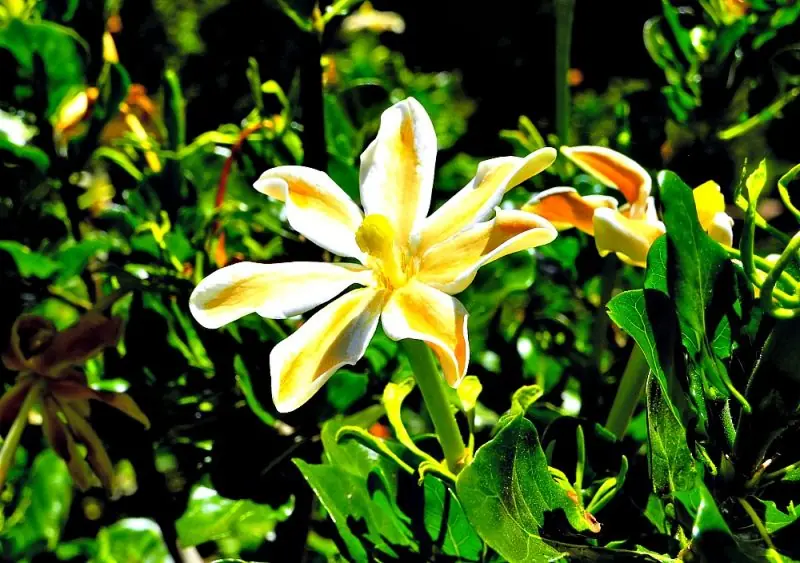 Huntington Library & Gardens21