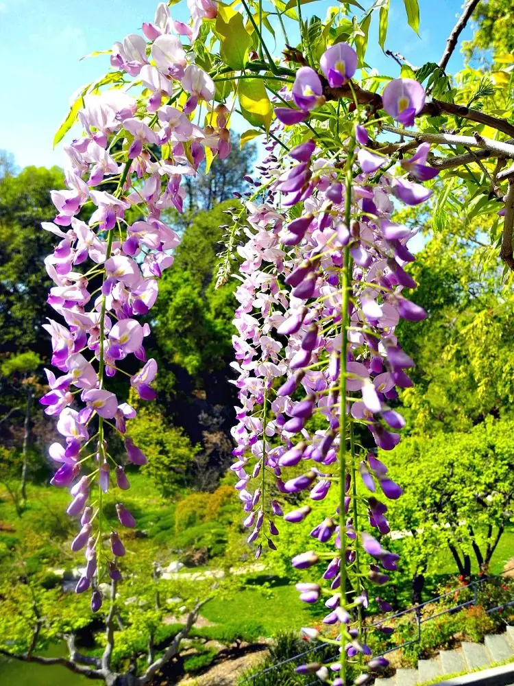 Huntington Library & Gardens5