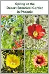 Spring at the Desert Botanical Garden in Phoenix