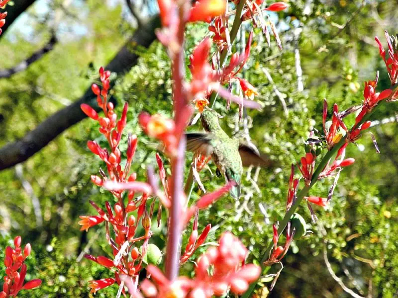 The Desert Botanical Garden11