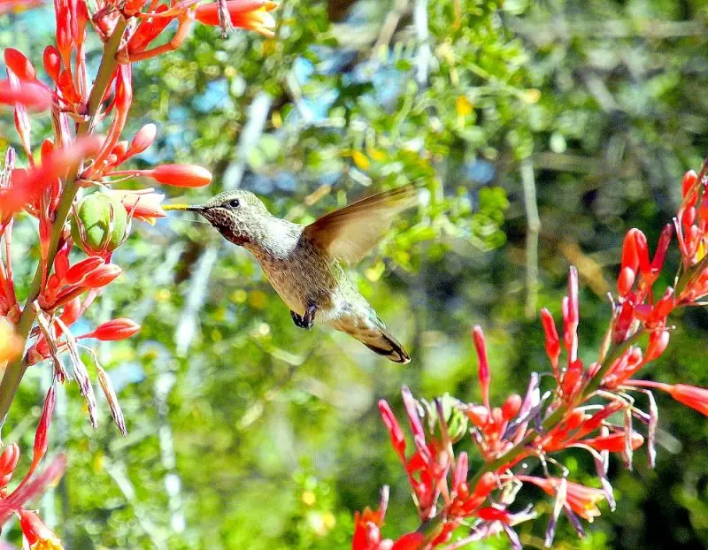 The Desert Botanical Garden12