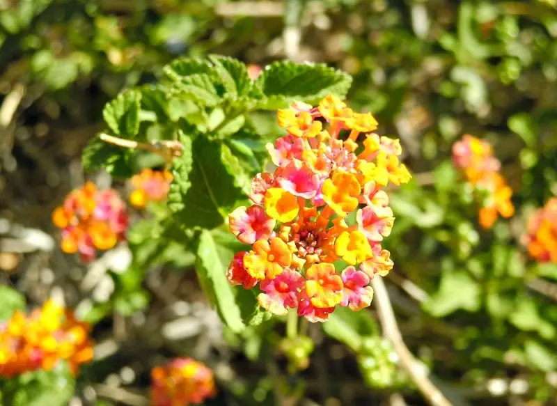 The Desert Botanical Garden14