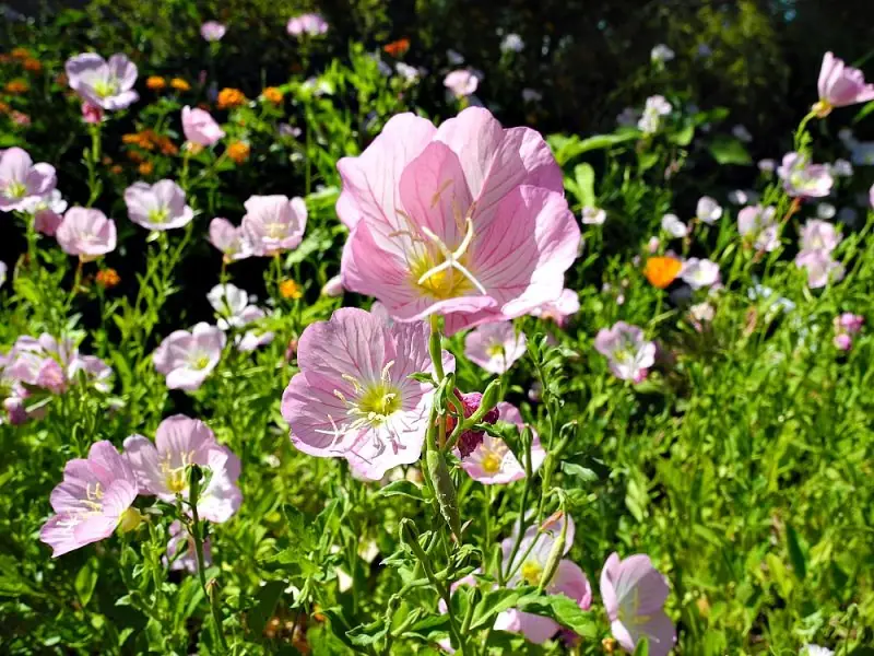 The Desert Botanical Garden16