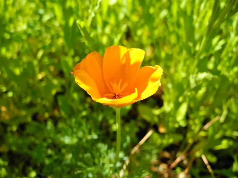 The Desert Botanical Garden17