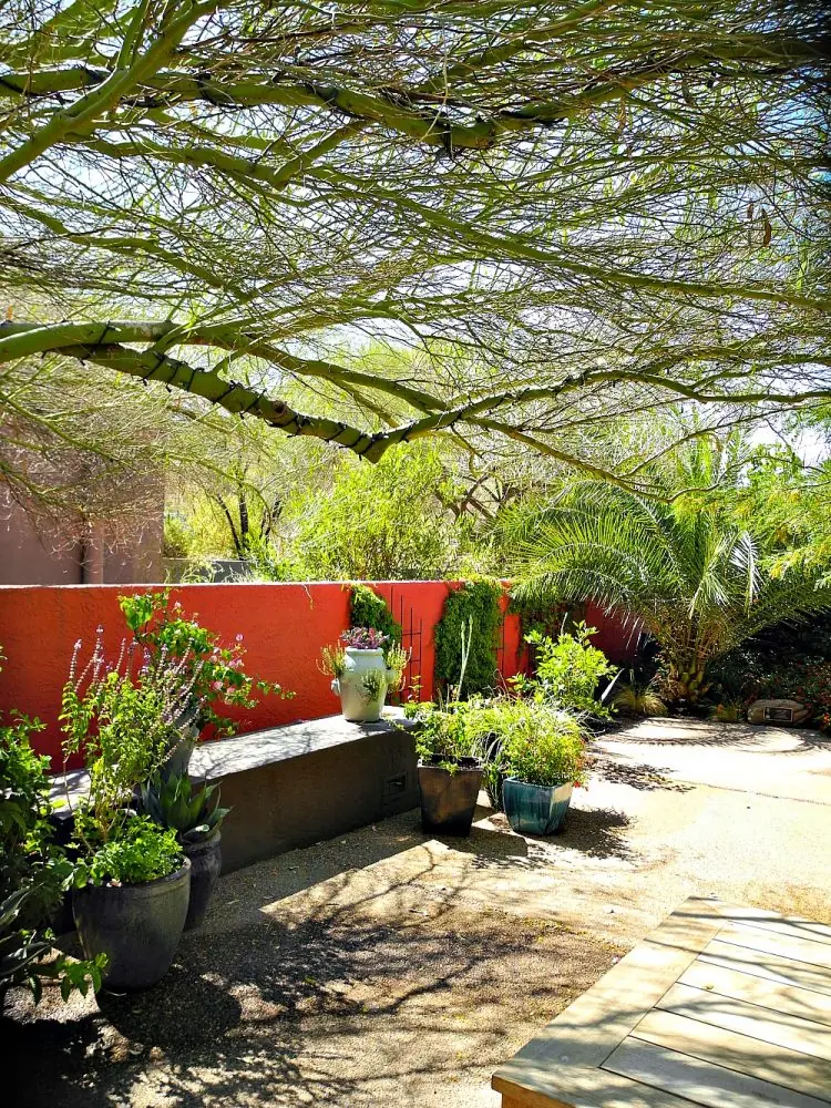 The Desert Botanical Garden21