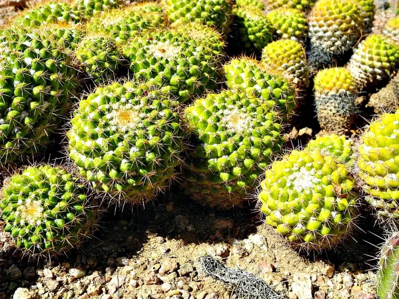 The Desert Botanical Garden23