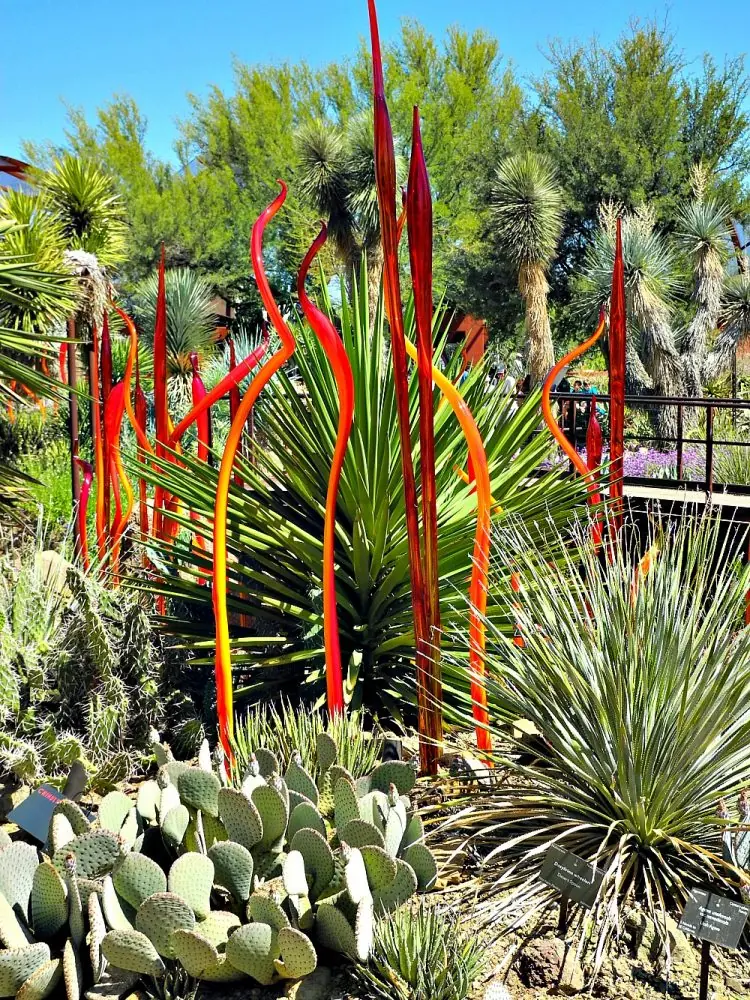 The Desert Botanical Garden24