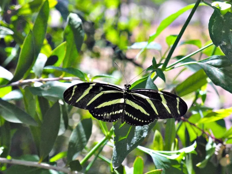The Desert Botanical Garden26