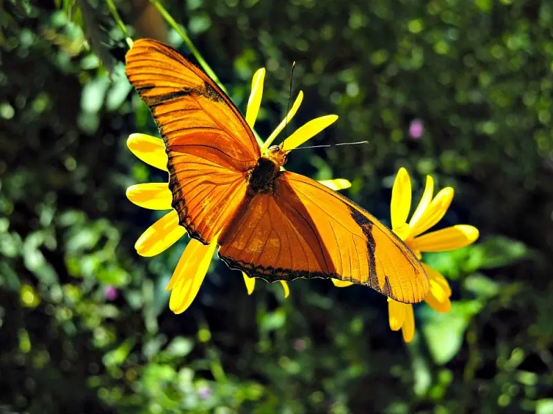 The Desert Botanical Garden27