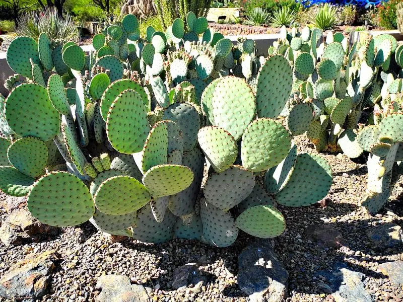 The Desert Botanical Garden4