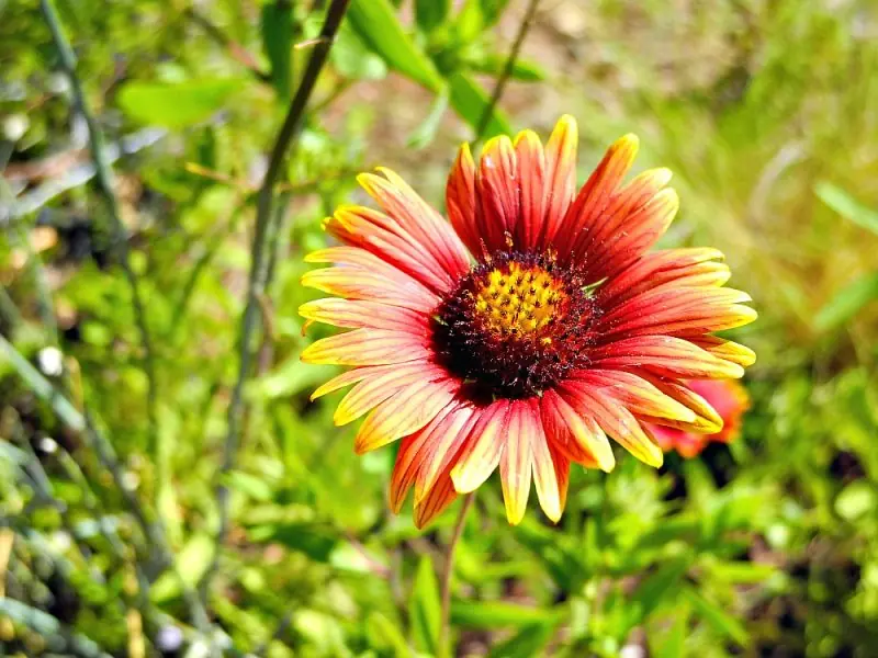 The Desert Botanical Garden6