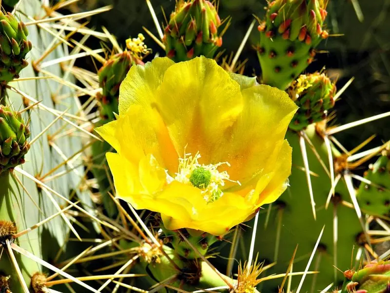 The Desert Botanical Garden7