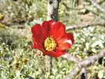 The Desert Botanical Garden9
