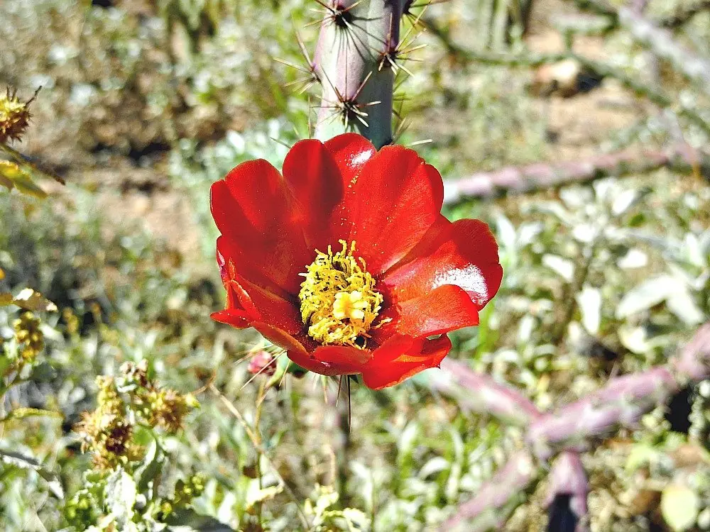 The Desert Botanical Garden9