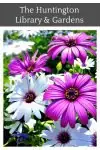 The Huntington Library & Gardens