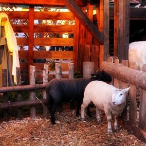 Christmas on a Viking River Cruise10