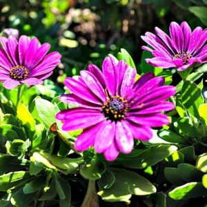 Luxe Family Getaway at Pantai Inn La Jolla20